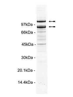 Eurofins DiscoverX PI3 Kinase (p110 (E545K)/p85 ) Mouse Protein 10 &mu;g | Buy Online | Eurofins DiscoverX | Fisher Scientific